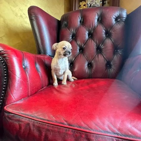 Chihuahua femmina pelo corto crema Roma - Foto 2