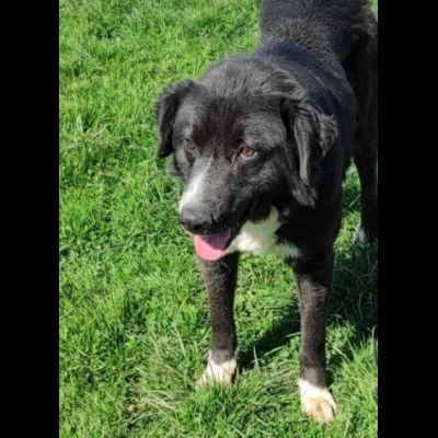 BENNY TENERO E AFFETTUOSO, CAGNOLINO IN ADOZIONE - Foto 8