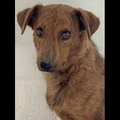 HOLLANDE, SPAVENTATA DAL CANILE CAGNOLINA IN ADOZIONE - Foto 2