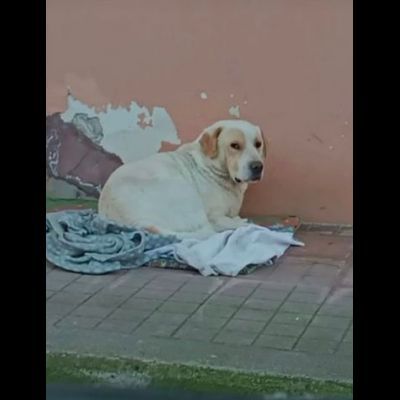 OSVALDO MIX LABRADOR CANE IN ADOZIONE