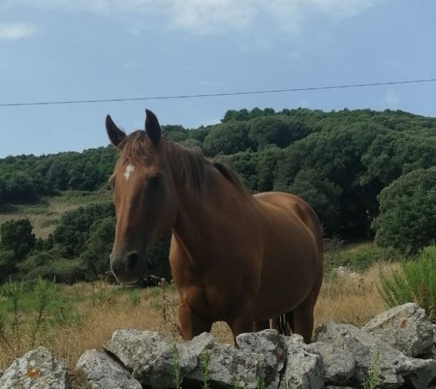 Sardegna!!! Vacanza alternativa in zona Nuragica - Foto 3