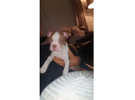 Dolcissimi Eccezionali cuccioli di Boston terrier