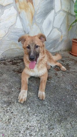 Tonino cucciolo - Foto 4