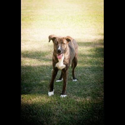 LA DOLCEZZA DI GIULIO, CANE IN ADOZIONE - Foto 3