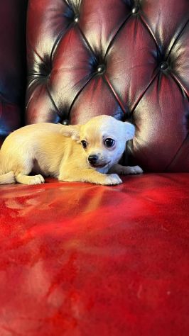 Chihuahua pelo corto crema - Foto 3