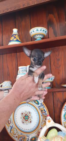 Cuccioli di chihuahua mini toy - Foto 2