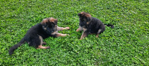 Cuccioli pastore tedesco pelo lungo - Foto 5