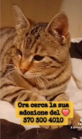 Micia tigrata,giovane,salvata,senza 1occhietto. ROMA - Foto 4