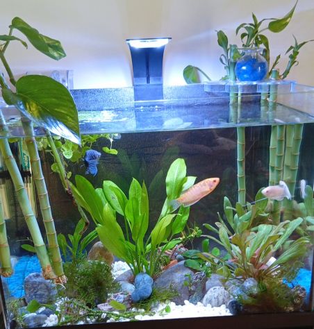 Acquario