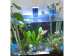 Acquario