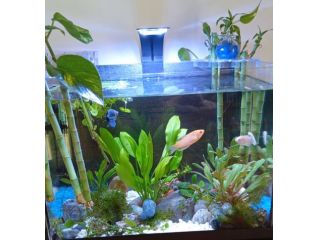 Acquario