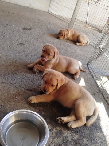 Cucciolo di Labrador Retriever - Foto 3