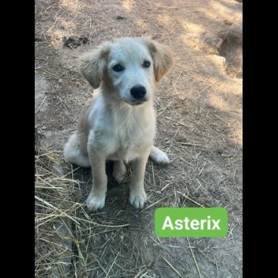 OBELIX, LEON, DARIO, ASTERIX, HEIDY CUCCIOLI IN ADOZIONE - Foto 5