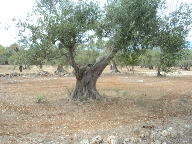 Albero di Ulivo - Foto 8