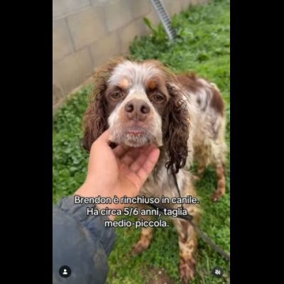 BRENDON tg medio piccola cane in adozione - Foto 4