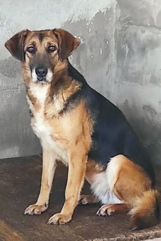 BEA INVISIBILE TRA I TANTI, TENERISSIMA E PACATA CAGNOLINA IN ADOZIONE TG MEDIA - Foto 6