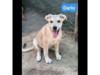 CUCCIOLI IN ADOZIONE