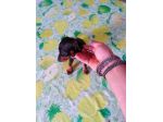Pincher nani toy super cuccioli taglia piccola