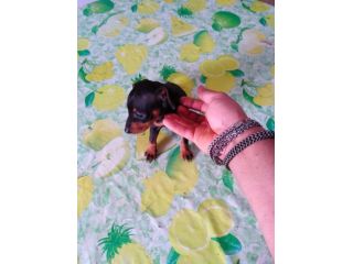 Pincher nani toy super cuccioli taglia piccola