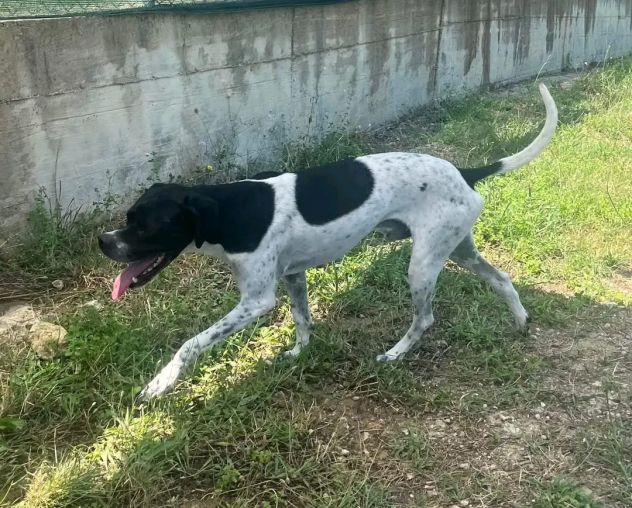 QUASAR POINTER AFFETTUOSO CANE IN ADOZIONE - Foto 5