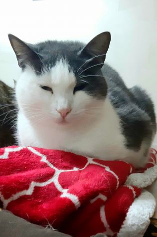 Piuma, micia molto dolce e sofficissima - Foto 6