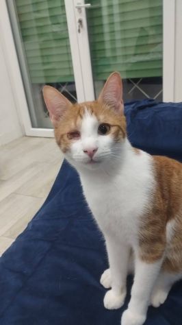 Rossino gattino - Foto 3