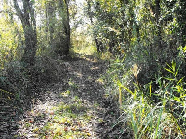 Agricolo in Via Salicuneta - Foto 12