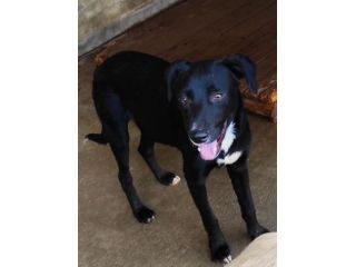CAGNOLINO IN ADOZIONE: RAOUL, tenerissimo,mix labrador, taglia medio contenuta.