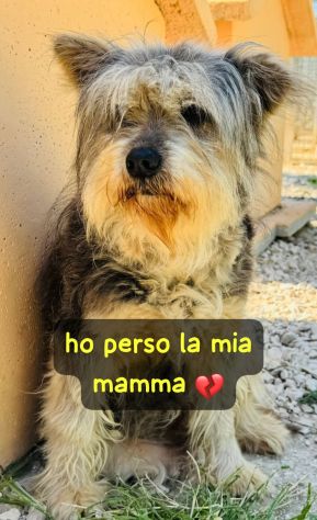 MOLLY YORK SHIRE 9 ANNI IN CANILE - Foto 3