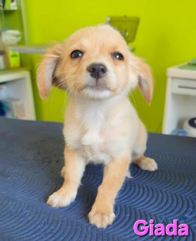GIADA,cucciola mix volpino breton - Foto 7