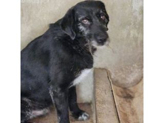 FILIPPO RASSEGNATO AL CANILE CANE IN ADOZIONE 6 anni taglia media