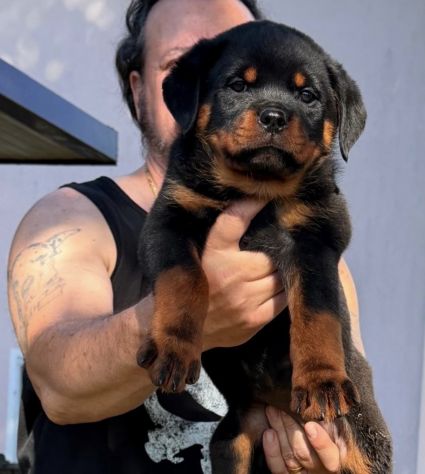 ROTTWEILER CON PEDIGREE - Foto 4