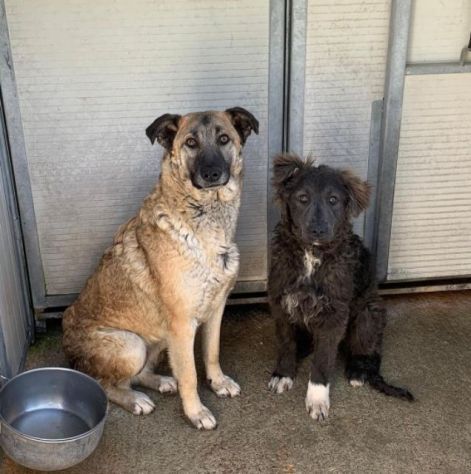 ZELDA E LAVINIA CANI IN ADOZIONE