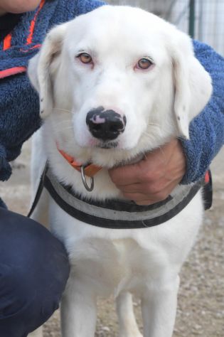 Blanche, una cucciola cresciuta in canile - Foto 2