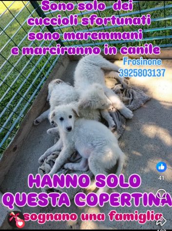 SPLENDIDI CUCCIOLI PMA IN ADOZIONE - Foto 4