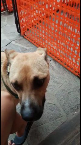 Mix molosso salito al nord rinuncia all ultimo..è tornato in Campania! - Foto 3