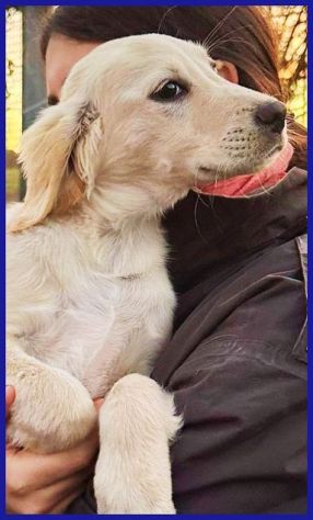 MIRTILLO cucciolo sopravvissuto! - Foto 4