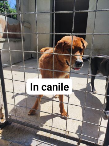 CAGNOLINO IN ADOZIONE - Foto 2