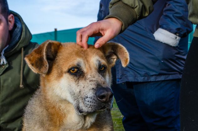 THEO, 7 ANNI, IL SUO PROPRIETARIO HA UNA BRUTTA MALATTIA E LUI CERCA CASA!! - Foto 4