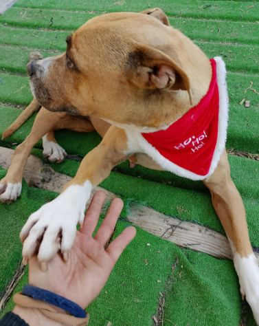 Pitbull femmina 9anni indifferente a tutti! SICILIA - Foto 3