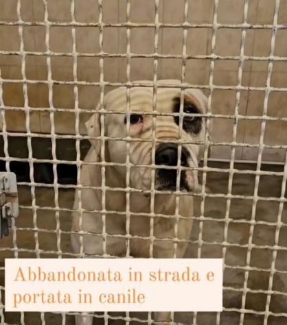 BLOOM AFFETTUOSA CAGNOLONA IN ADOZIONE - Foto 7