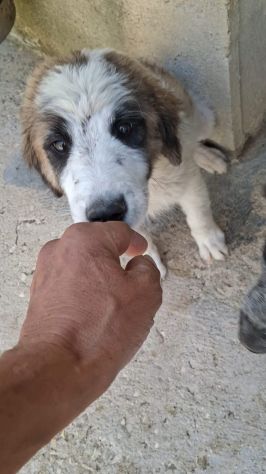 CUCCIOLE 4 MESI TAGLIA MEDIA GRANDE - Foto 6