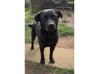 India mix labrador