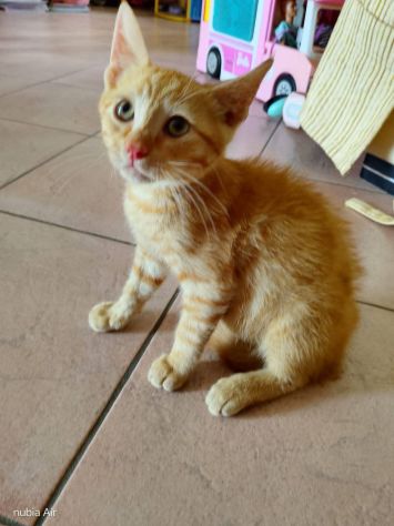 Micio gattino
