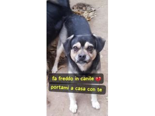 PEPE 3 ANNI 16 KG taglia media piccola IN CANILE