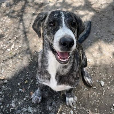 ENEA CUCCIOLO DA SOGNO IN ADOZIONE - Foto 5