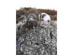 Cuccioli Amstaff Blu colore grigio e grigio con bianco Puglia Bari Taranto Lecce