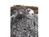 Cuccioli Amstaff Blu colore grigio e grigio con bianco in Puglia