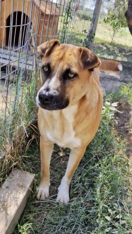 TARE dolcissima cagnolina..è qui che attende da tanto tempo una famiglia. - Foto 6