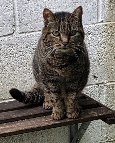CLEO GATTINA DIVERSAMENTE CUCCIOLA